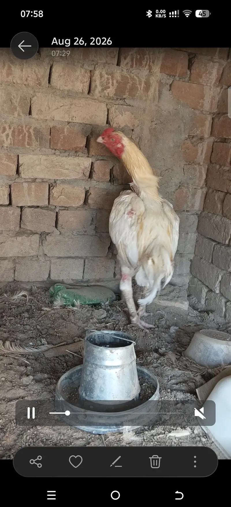 Aseel heera breeders — photo 9