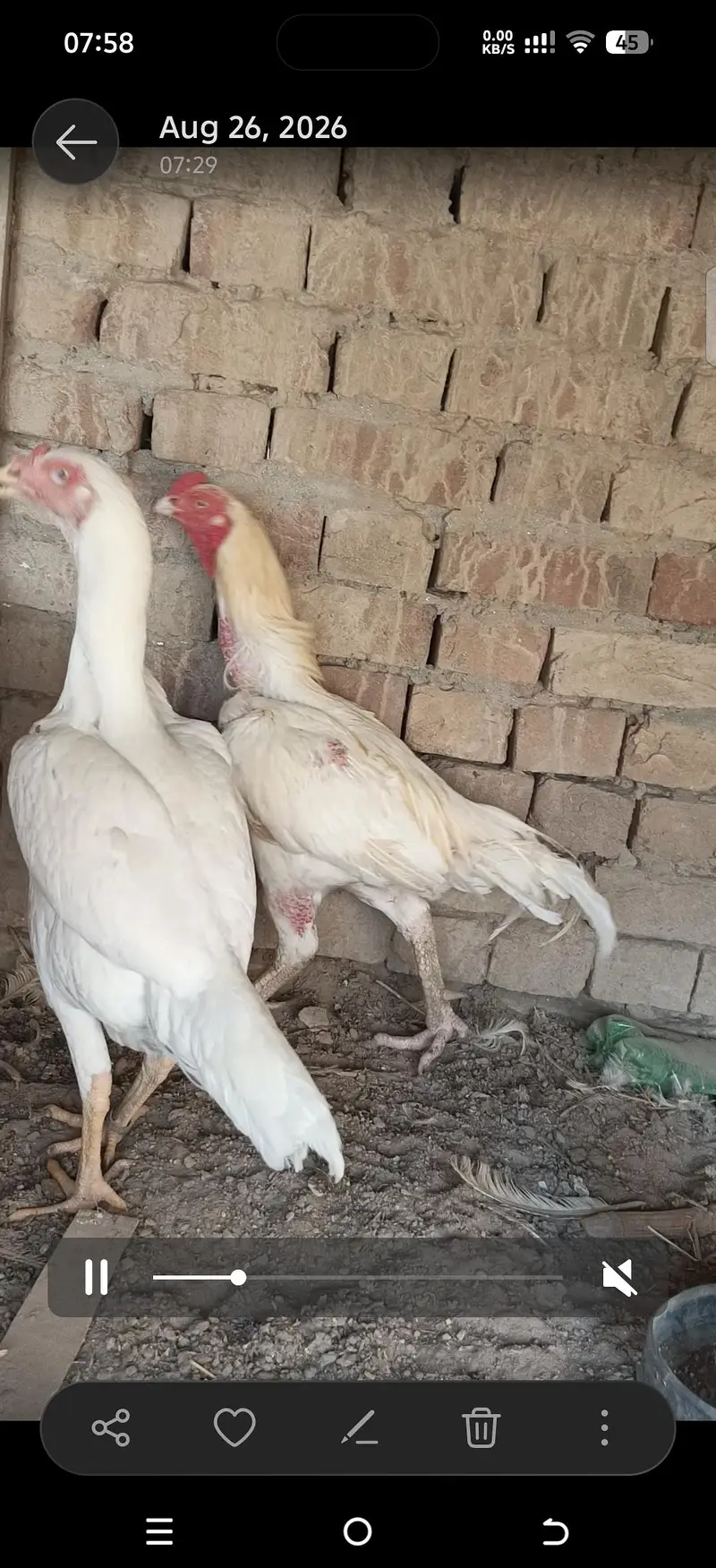 Aseel heera breeders — photo 10
