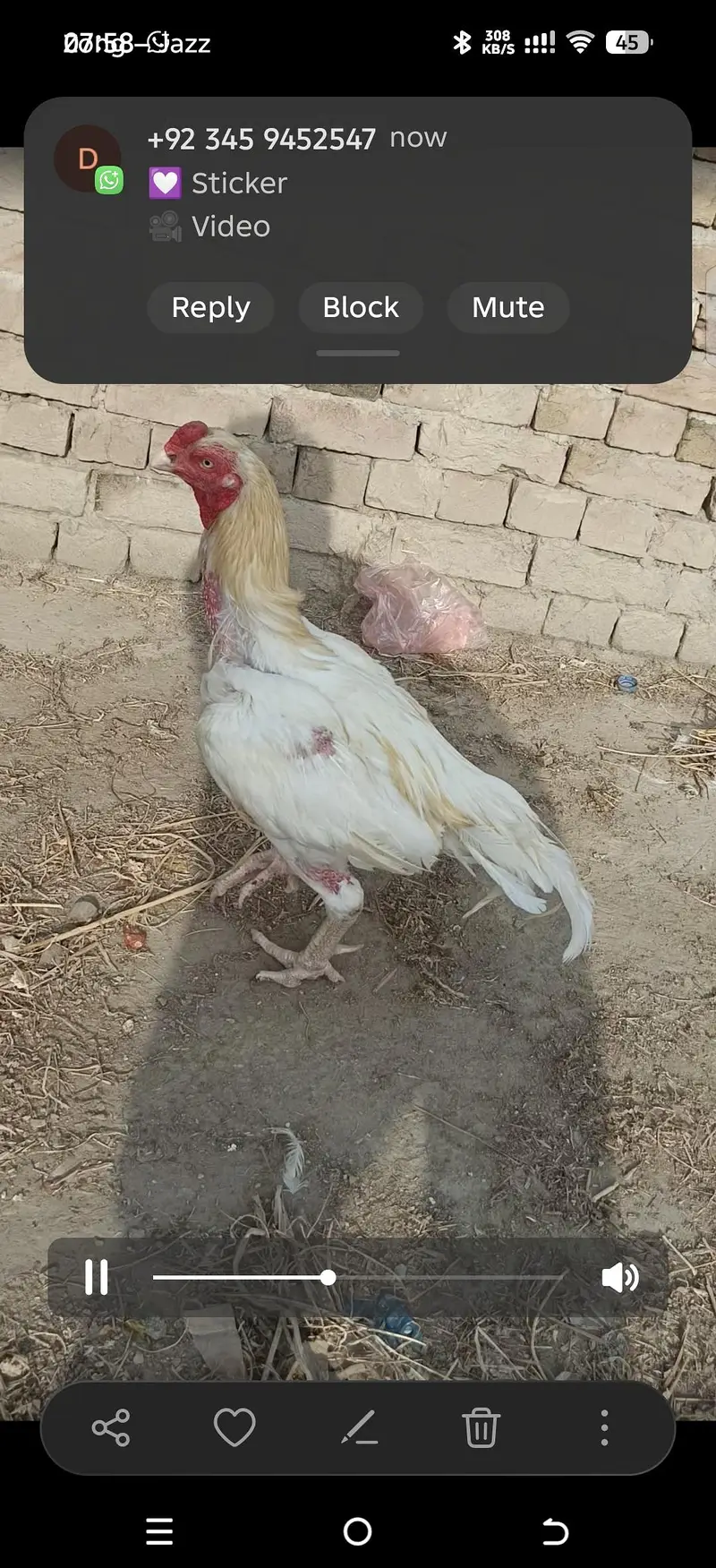 Aseel heera breeders — photo 11