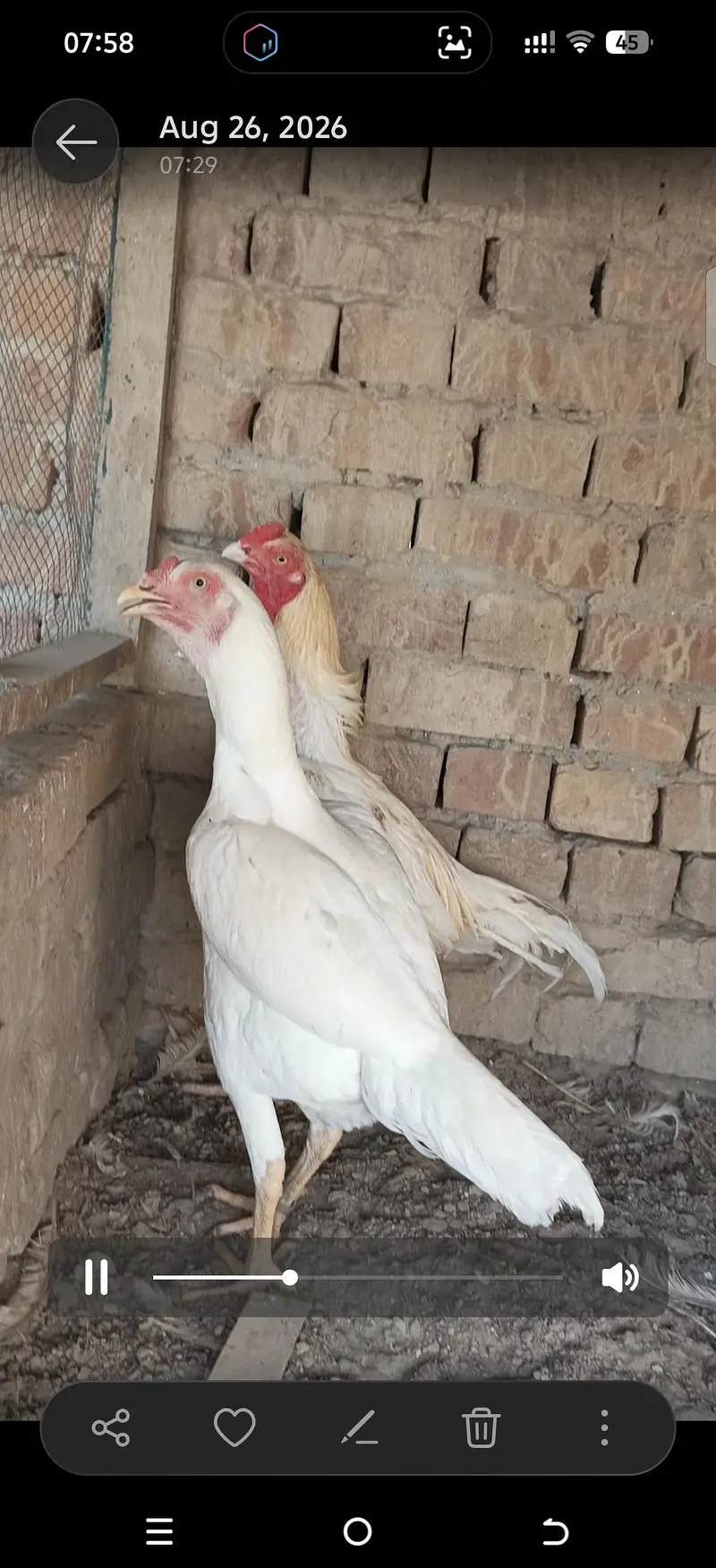 Aseel heera breeders — photo 12
