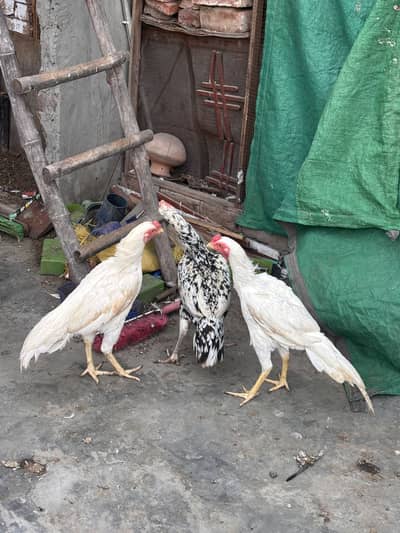 White Heera aseel pakistani