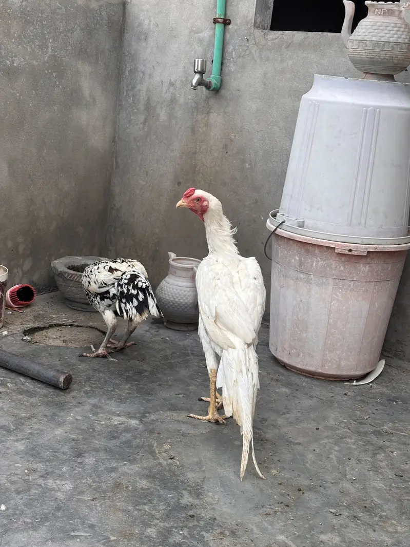 White Heera aseel pakistani — photo 3