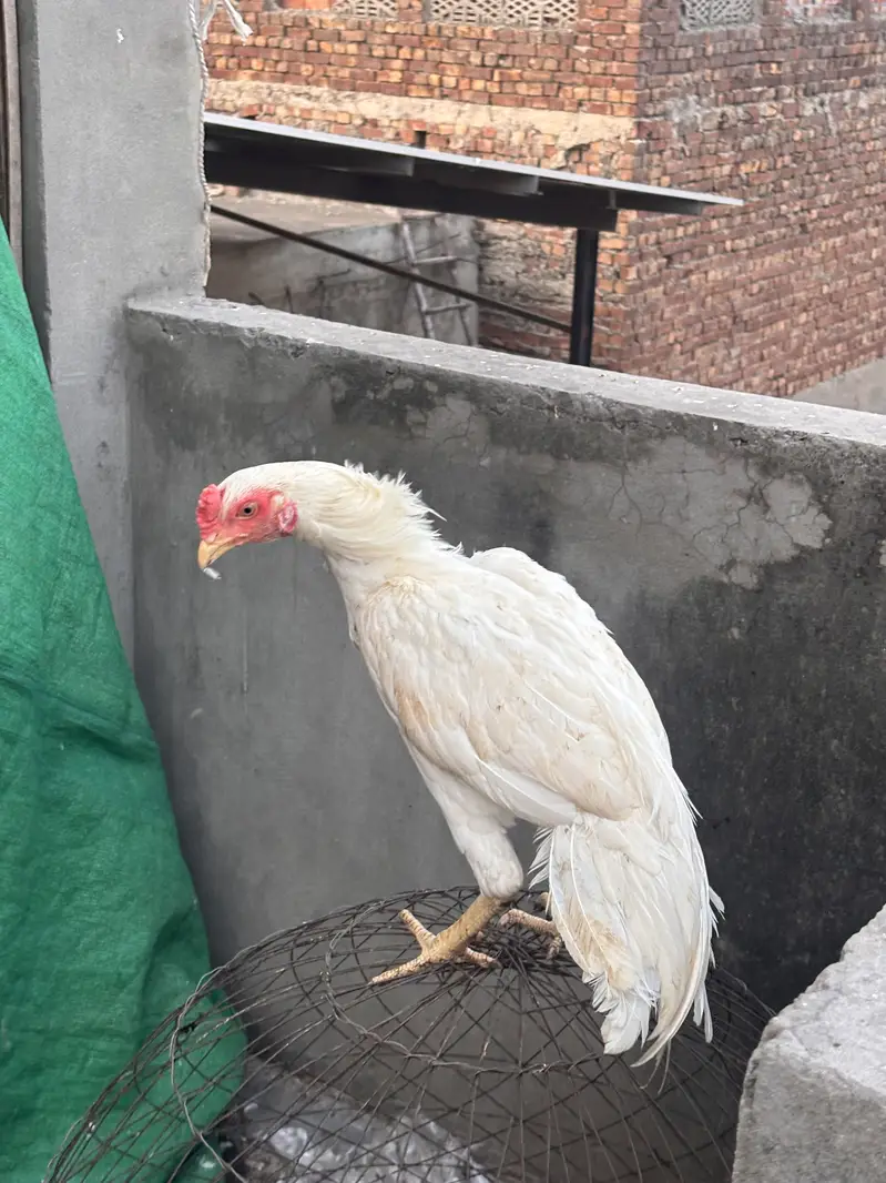 White Heera aseel pakistani — photo 4