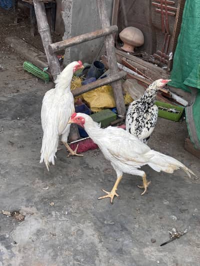 White Heera aseel pakistani