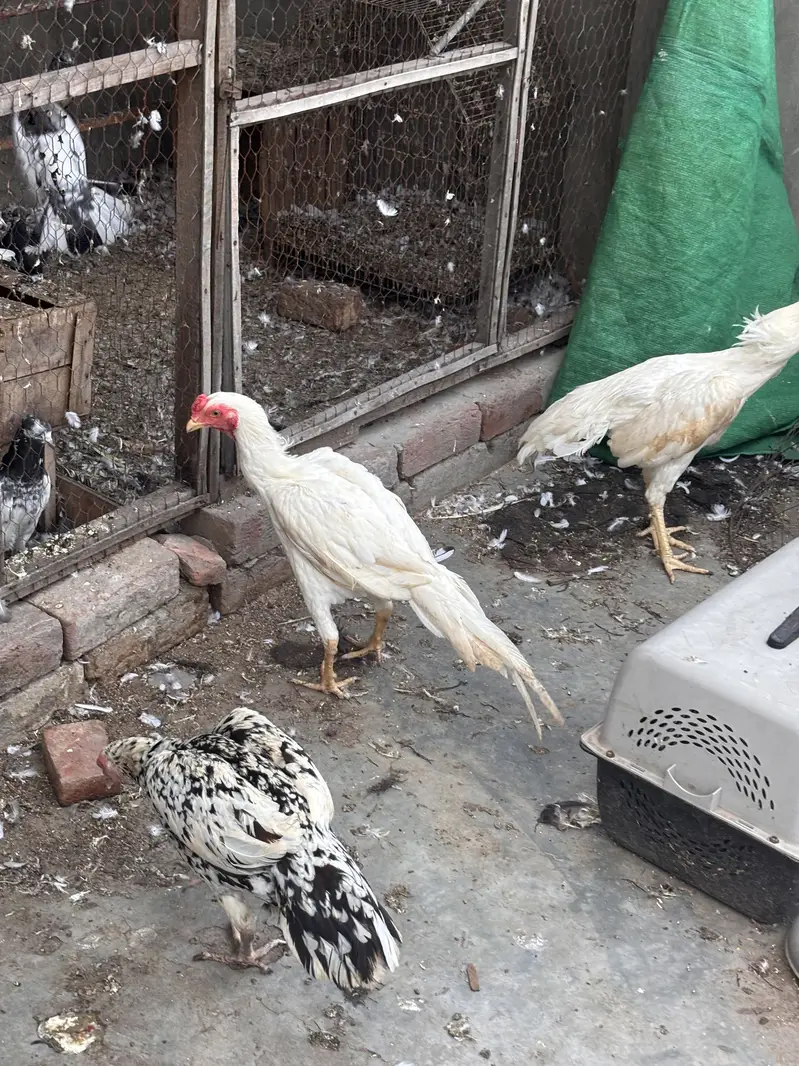 White Heera aseel pakistani — photo 5