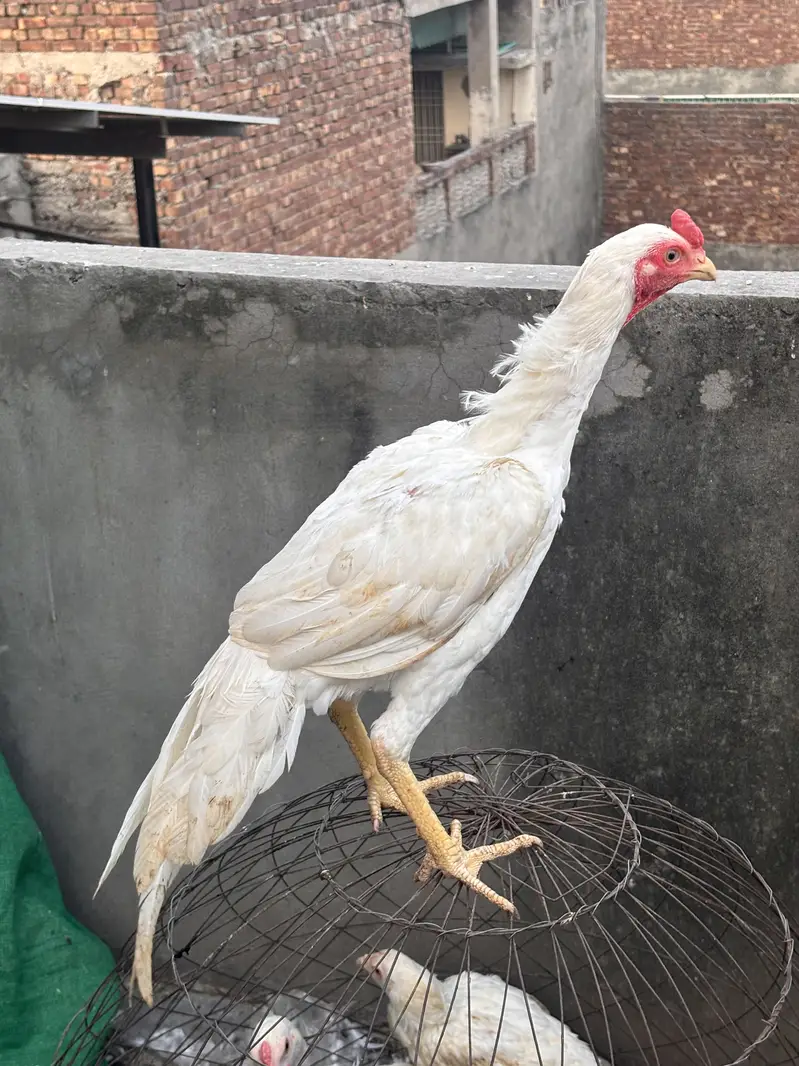 White Heera aseel pakistani — photo 6