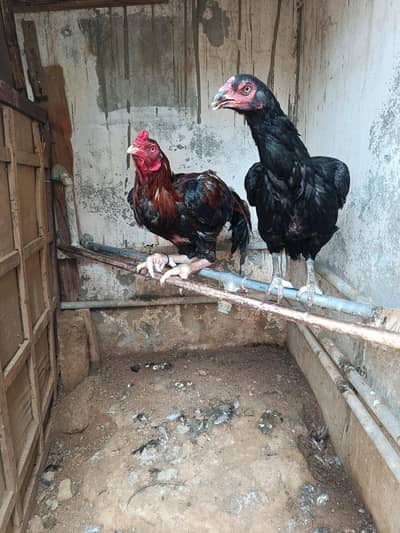 Aseel breeding pair hand raised at home