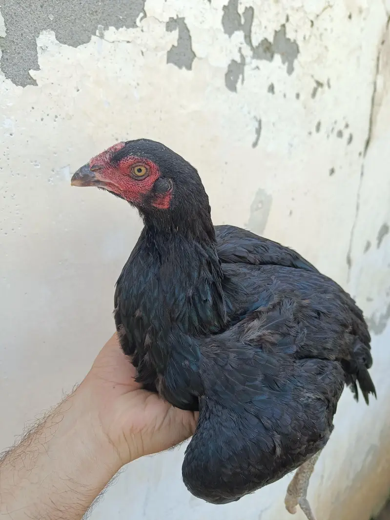 Aseel breeding pair hand raised at home — photo 2