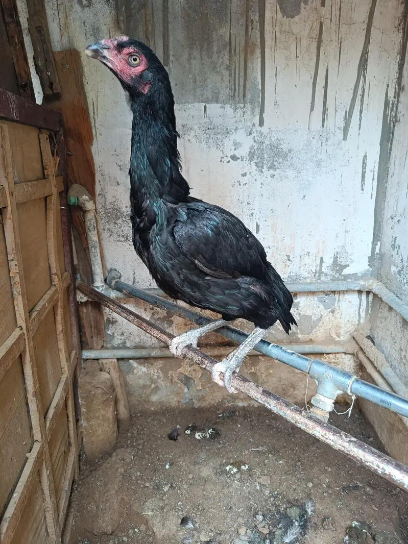 Aseel breeding pair hand raised at home — photo 3