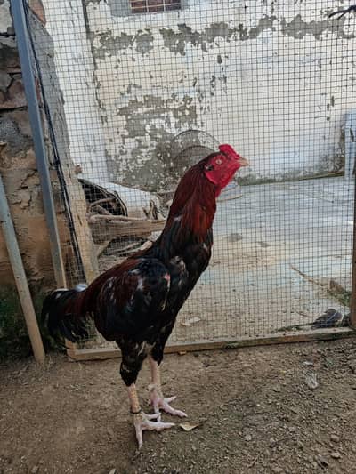 Lakha Aseel for sale