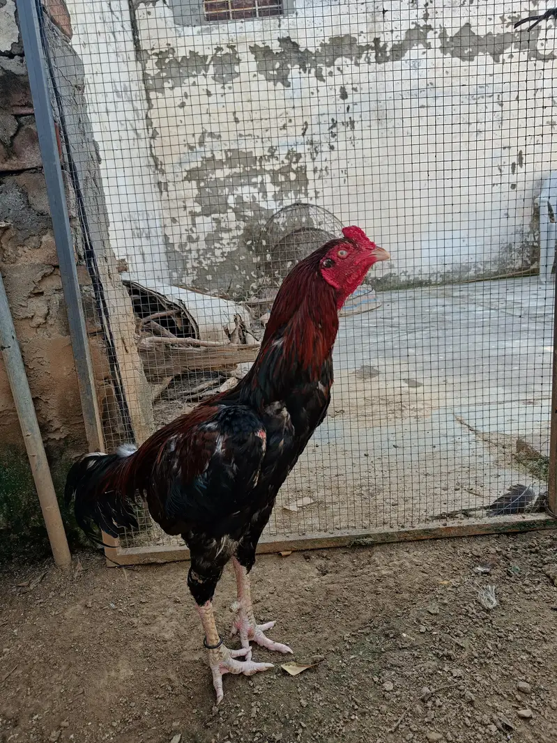 Aseel breeding pair hand raised at home — photo 4