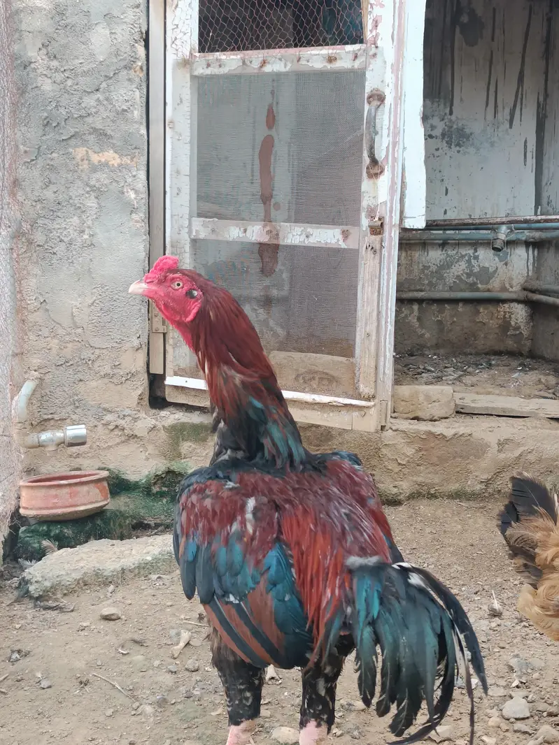 Aseel breeding pair hand raised at home — photo 5