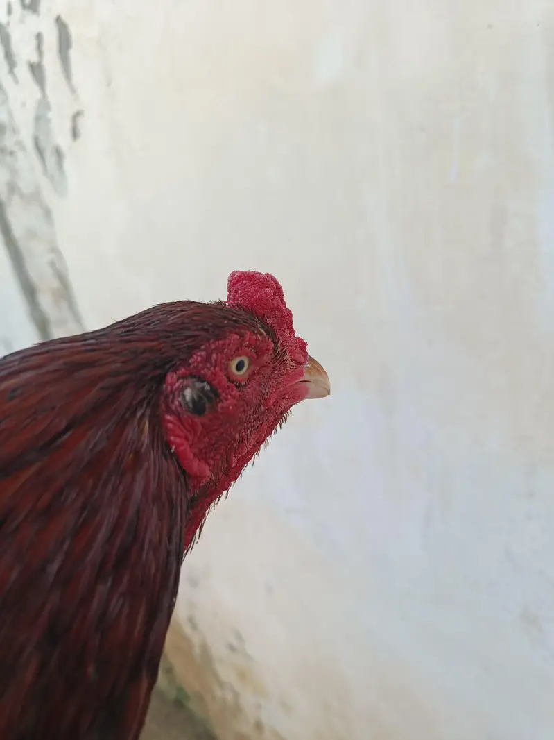 Aseel breeding pair hand raised at home — photo 6