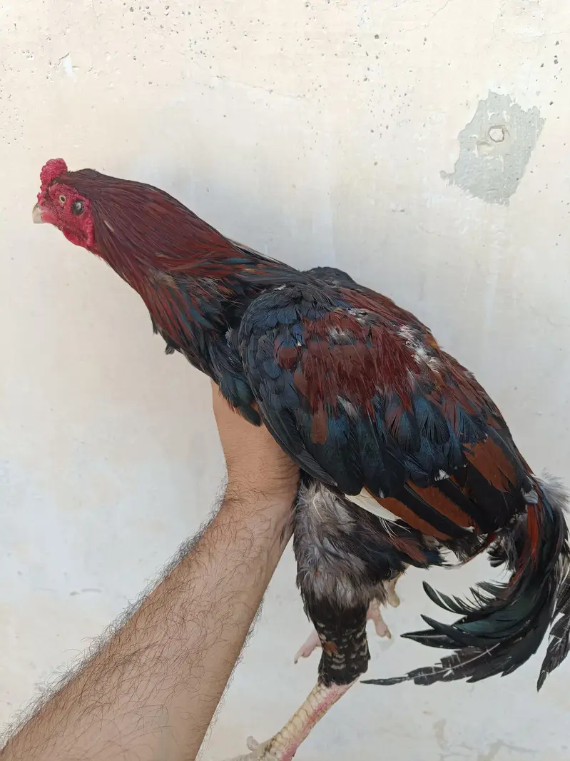 Aseel breeding pair hand raised at home — photo 7