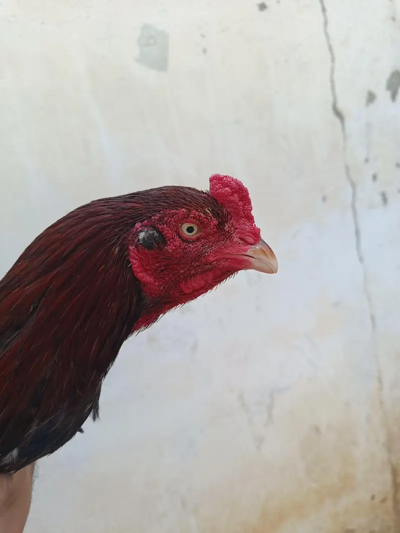 Aseel breeding pair hand raised at home — photo 8