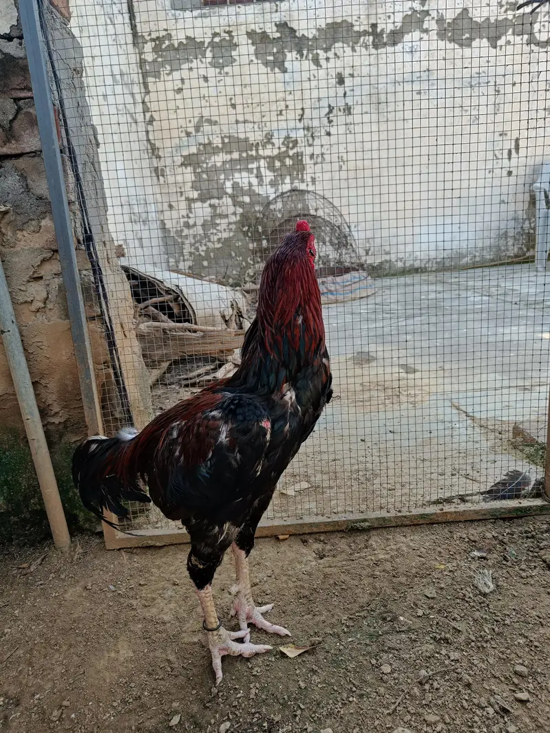 Aseel breeding pair hand raised at home — photo 9