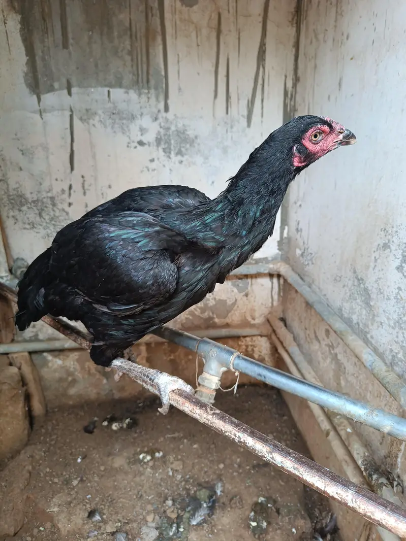 Aseel breeding pair hand raised at home — photo 10