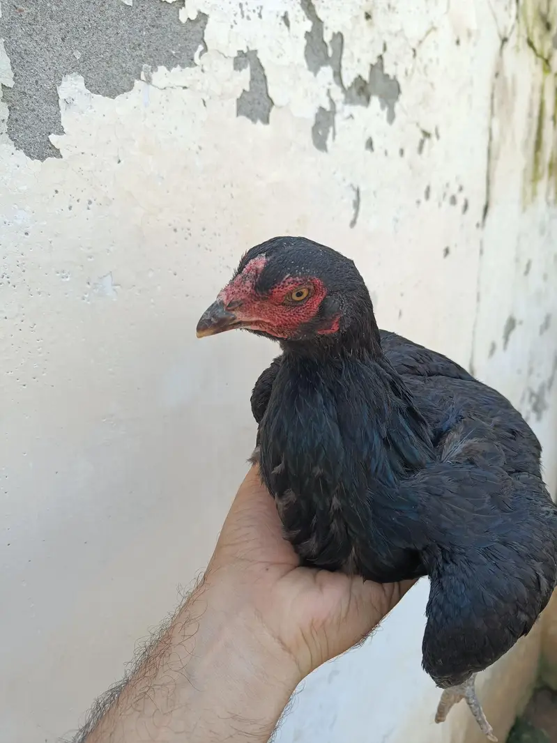 Aseel breeding pair hand raised at home — photo 11