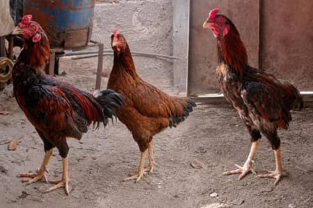 2Aseel Mian Wali Roosters and 1 Aseel Mian Wali Murgi For Sale.