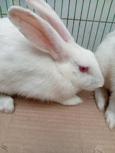 male and female 2 rabbits