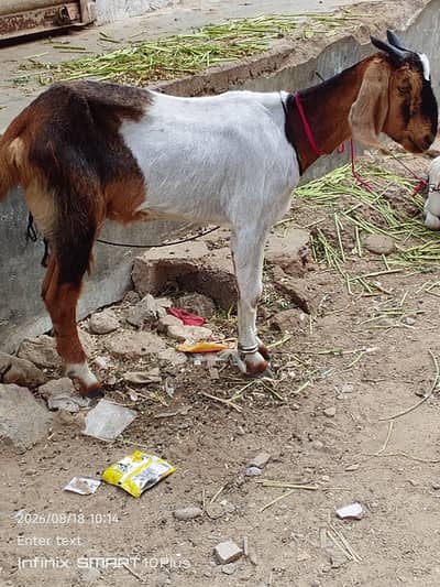 Hyderabadi tappri bakri
