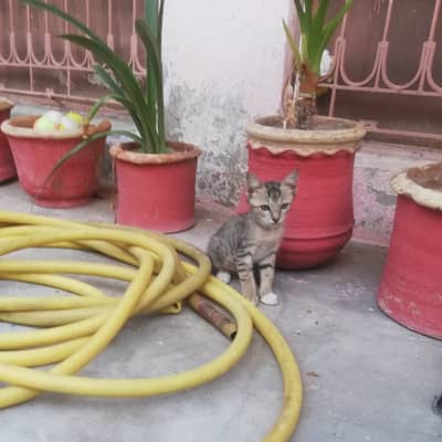 Kitten Tabby - 4 Months