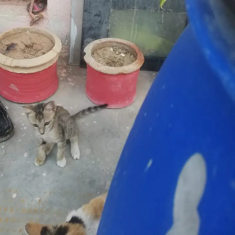 Kitten Tabby - 4 Months — photo 2