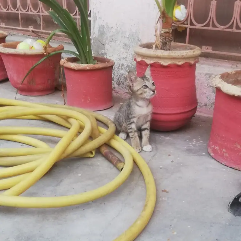 Kitten Tabby - 4 Months — photo 3
