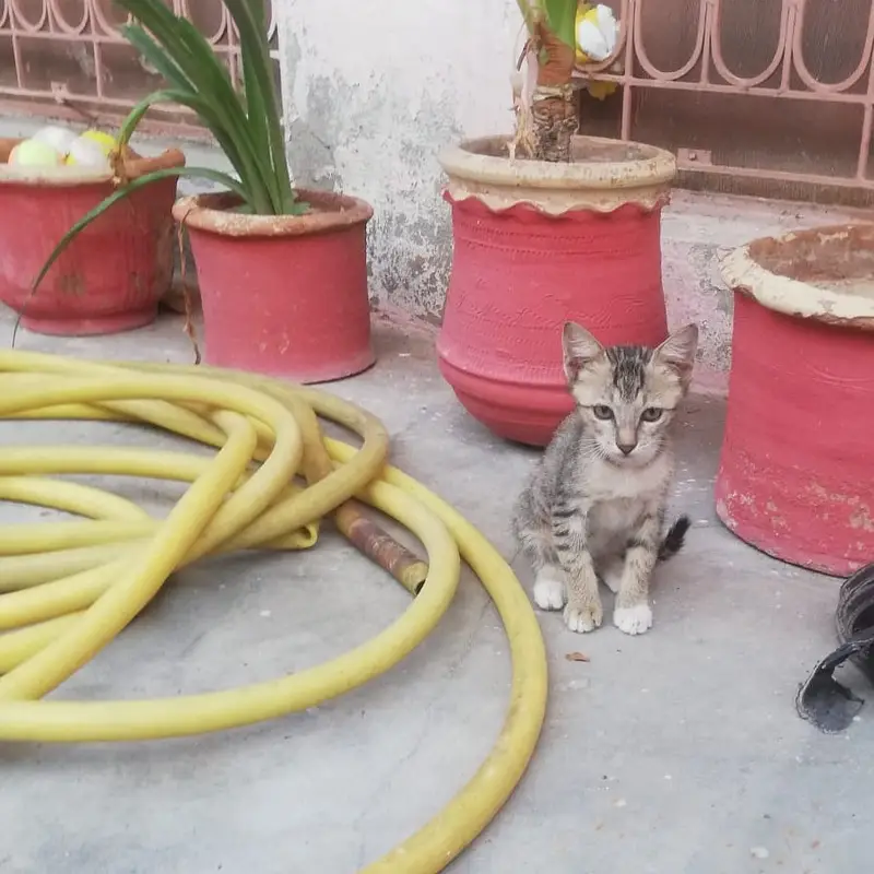 Kitten Tabby - 4 Months — photo 4