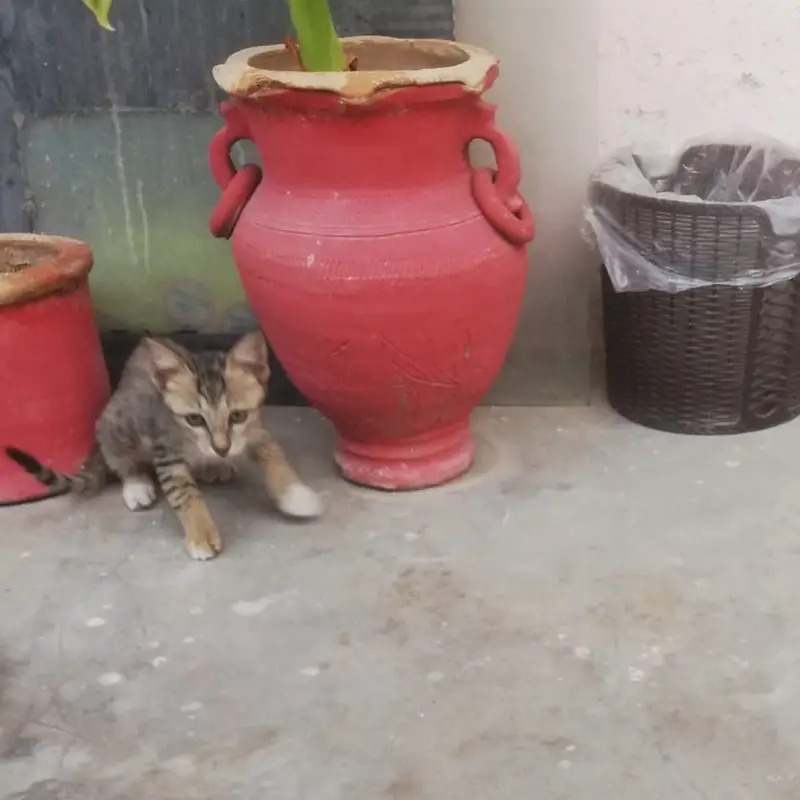 Kitten Tabby - 4 Months — photo 5