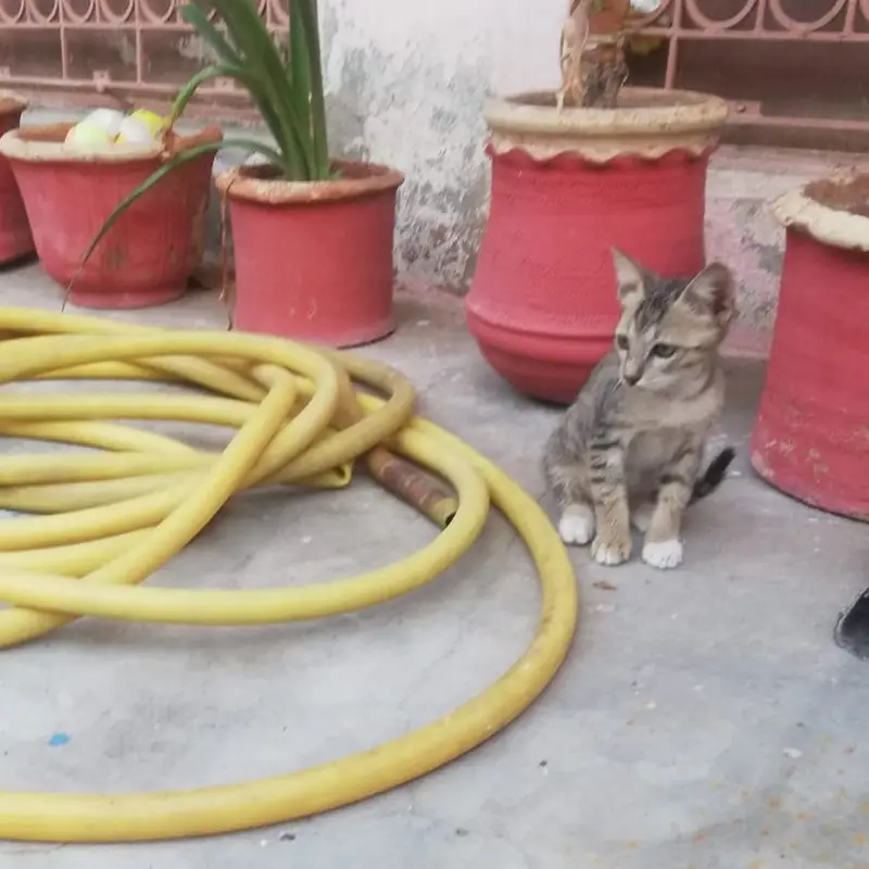 Kitten Tabby - 4 Months — photo 6