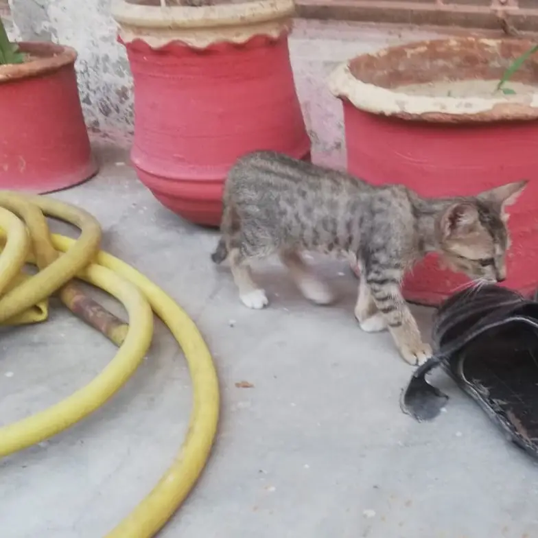 Kitten Tabby - 4 Months — photo 7