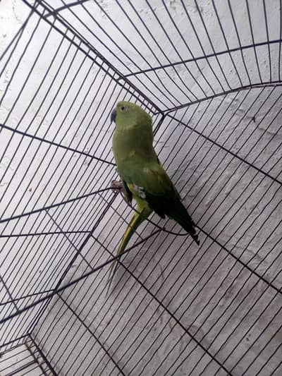 Green ringneck Breeder Pair,
