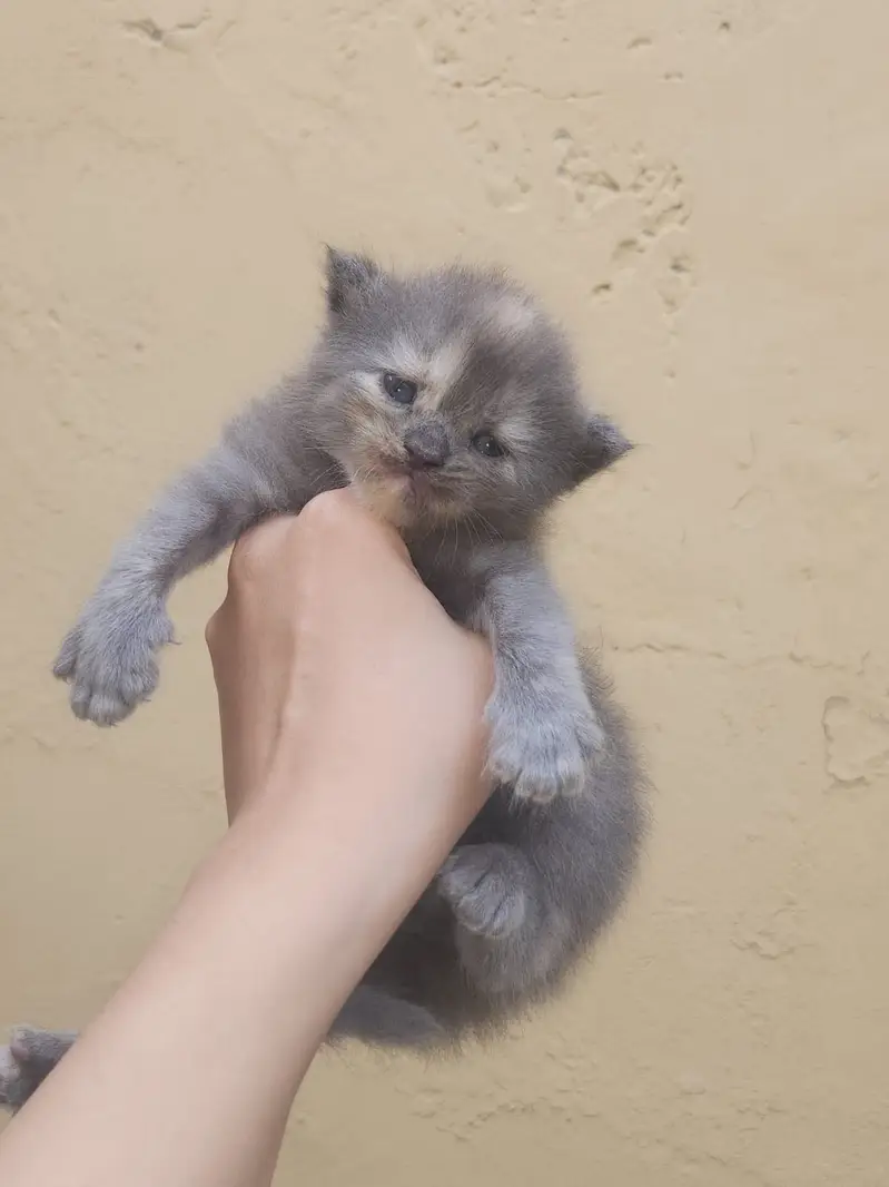 Persian kittens for sale — photo 8