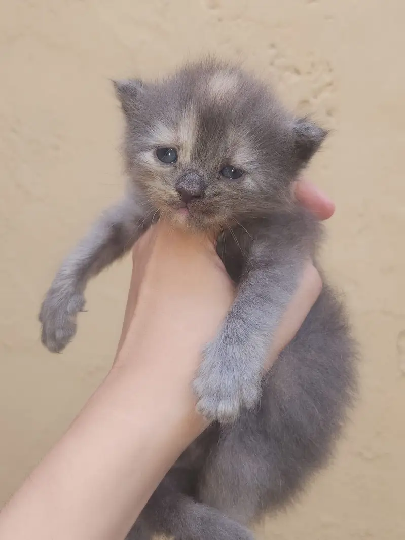 Persian kittens for sale — photo 2