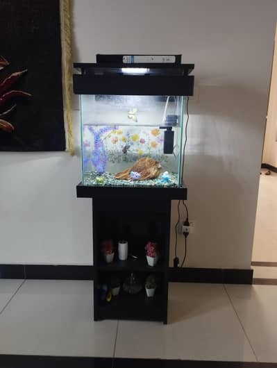 fish aquarium
