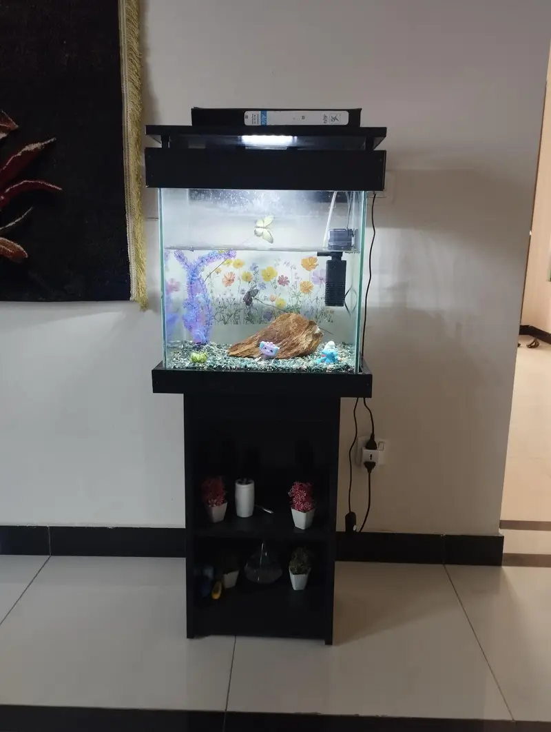 fish aquarium