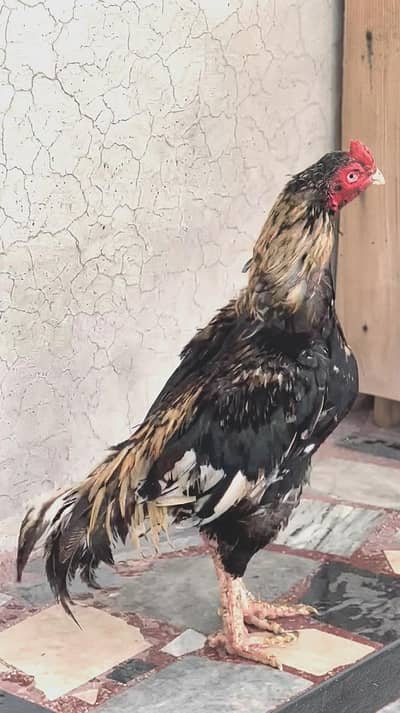 Mianwali lasani cross murga exchange or sale