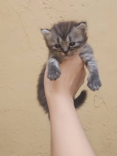 Persian kittens for sale