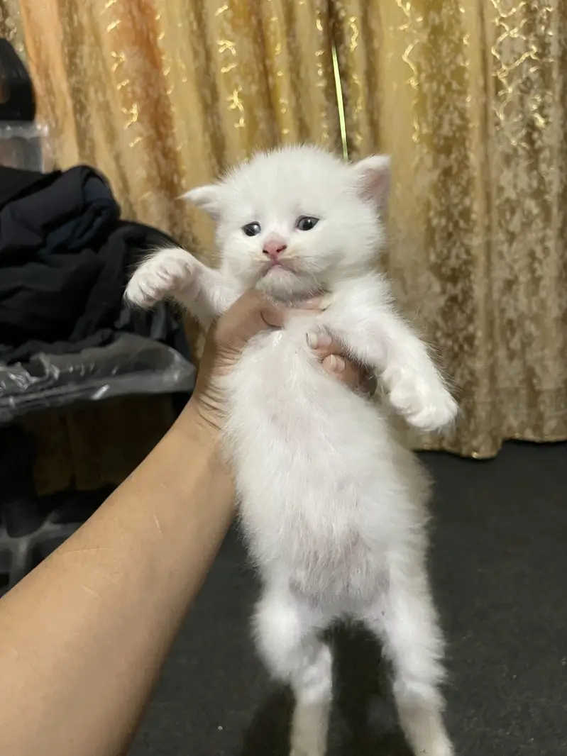 Persian kittens for sale — photo 3