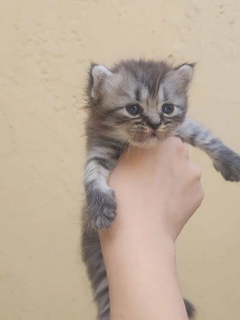 Persian kittens for sale — photo 4