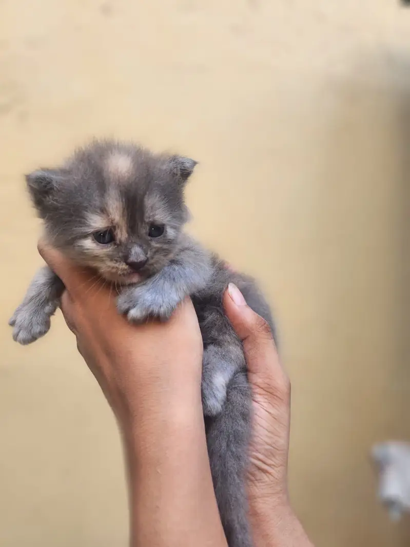 Persian kittens for sale — photo 5