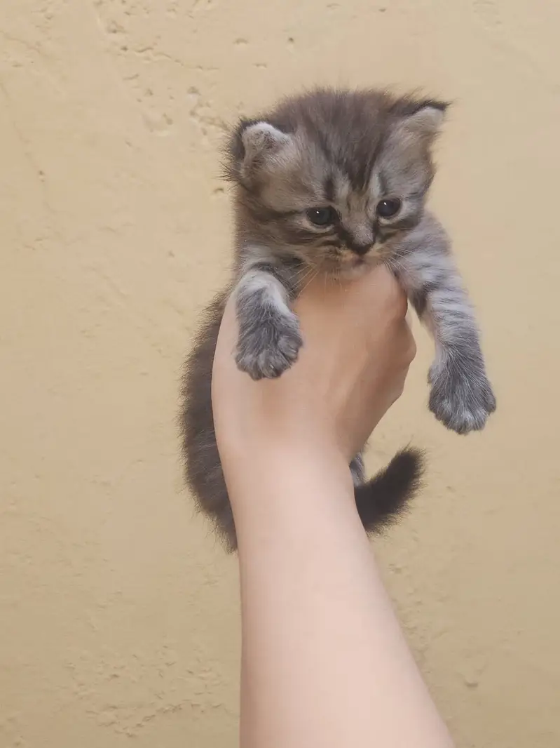 Persian kittens for sale — photo 6