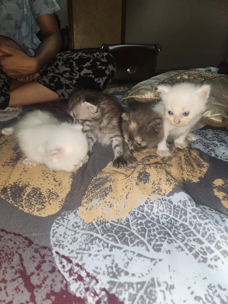 Persian kittens for sale — photo 7
