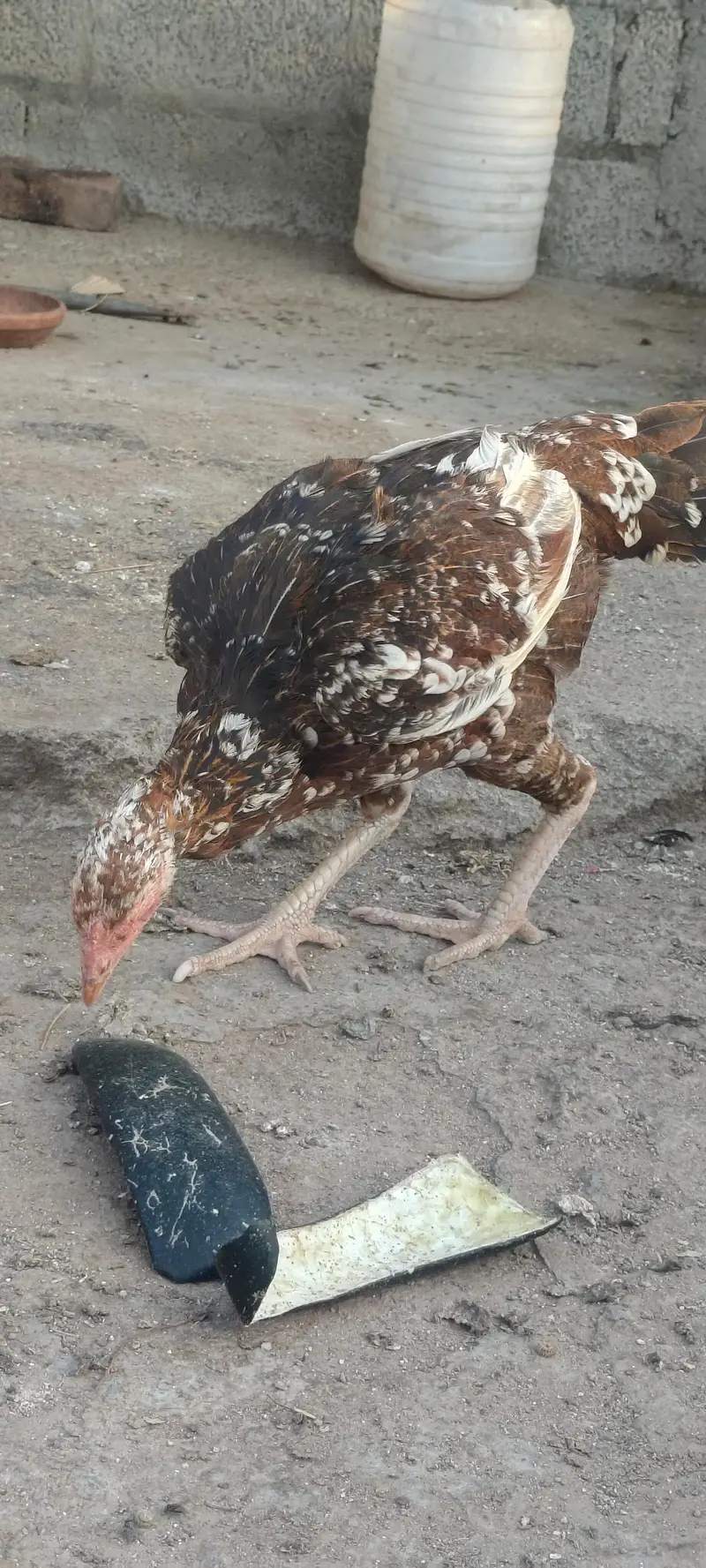 Aseel murgia urgent sale — photo 3