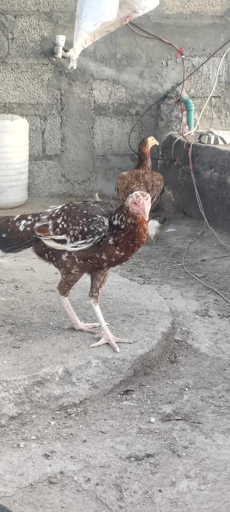 Aseel murgia urgent sale — photo 5