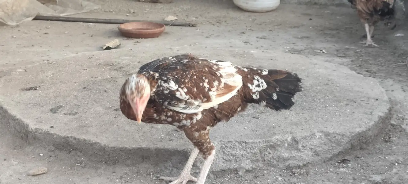 Aseel murgia urgent sale — photo 6