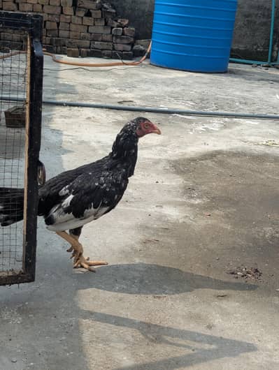 Aseel chicks for sale
