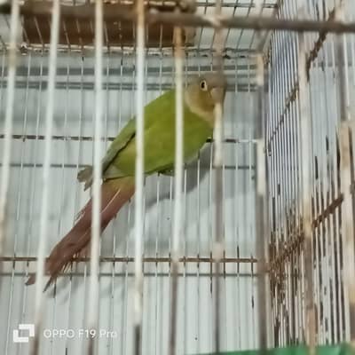 pineapple conure