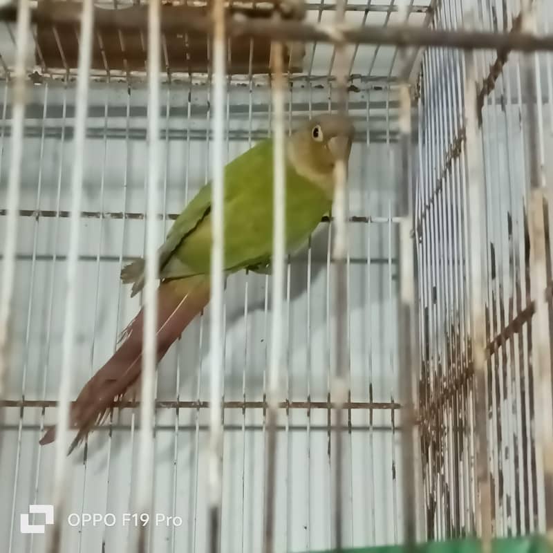 pineapple conure 0